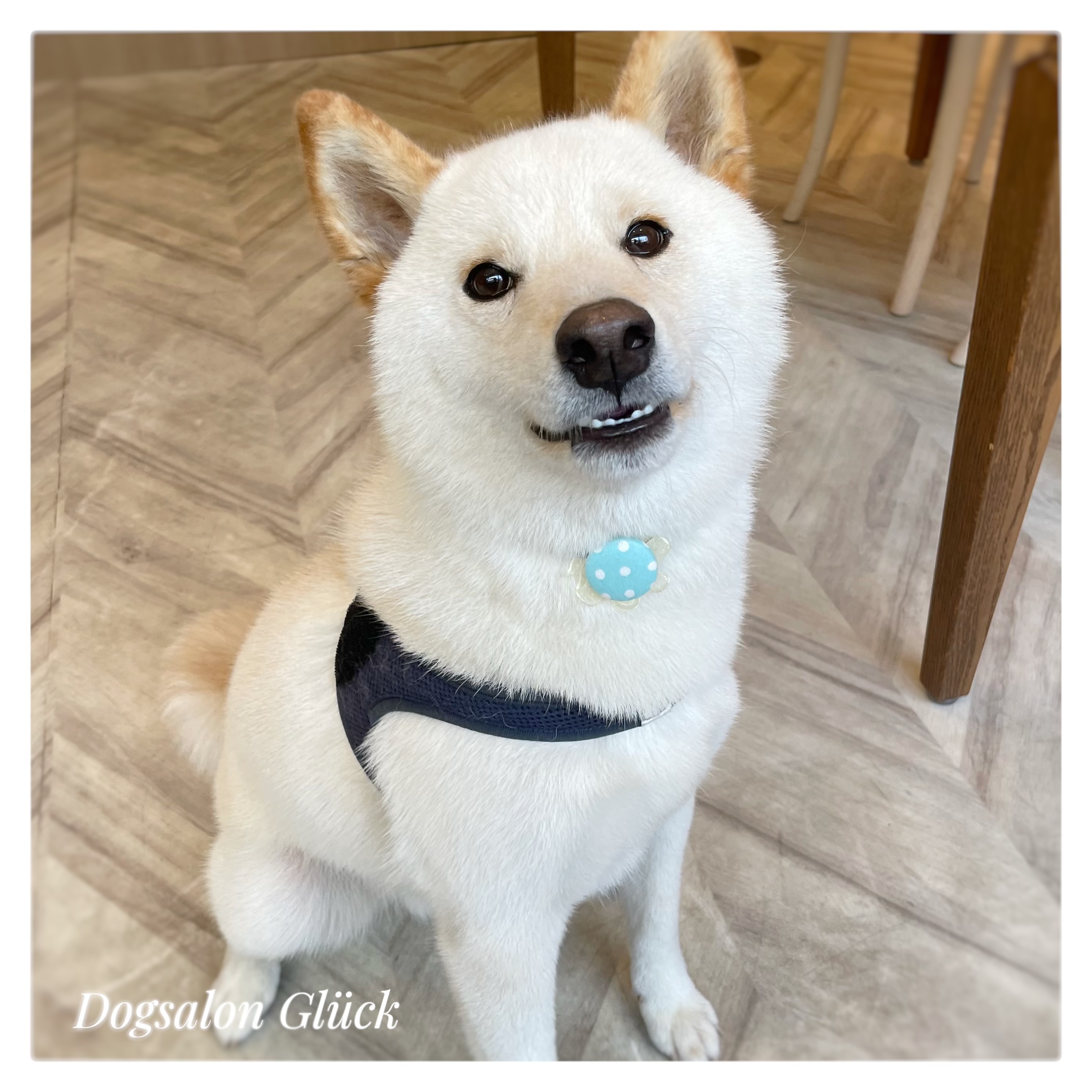 柴犬