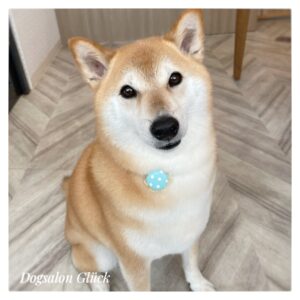 柴犬