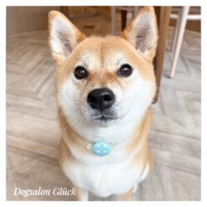 柴犬
