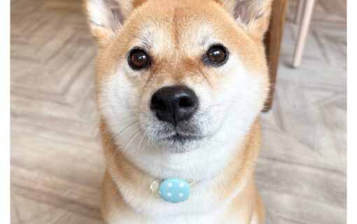 柴犬
