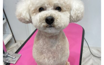 トイプードル
