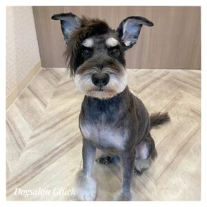 ミニチュアシュナウザー