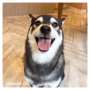 柴犬
