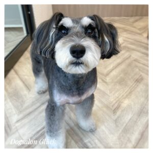 ミニチュアシュナウザー