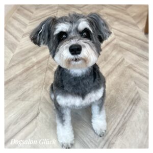 ミニチュアシュナウザー