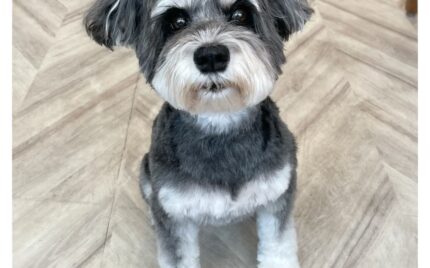 ミニチュアシュナウザー