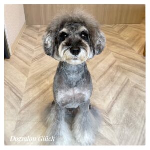 ミニチュアシュナウザー