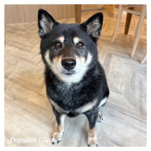 柴犬