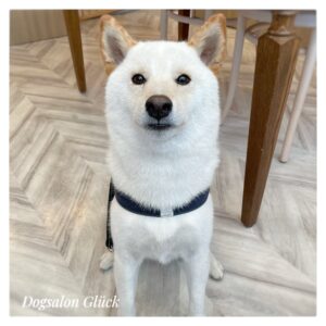 柴犬