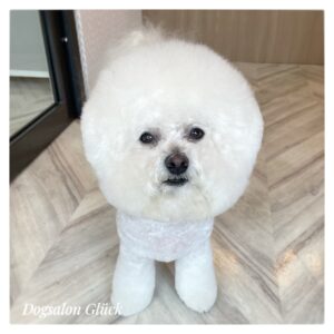ビションフリーゼ