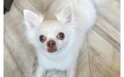 チワワ