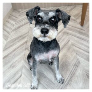 ミニチュアシュナウザー