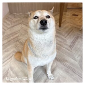 柴