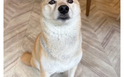 柴
