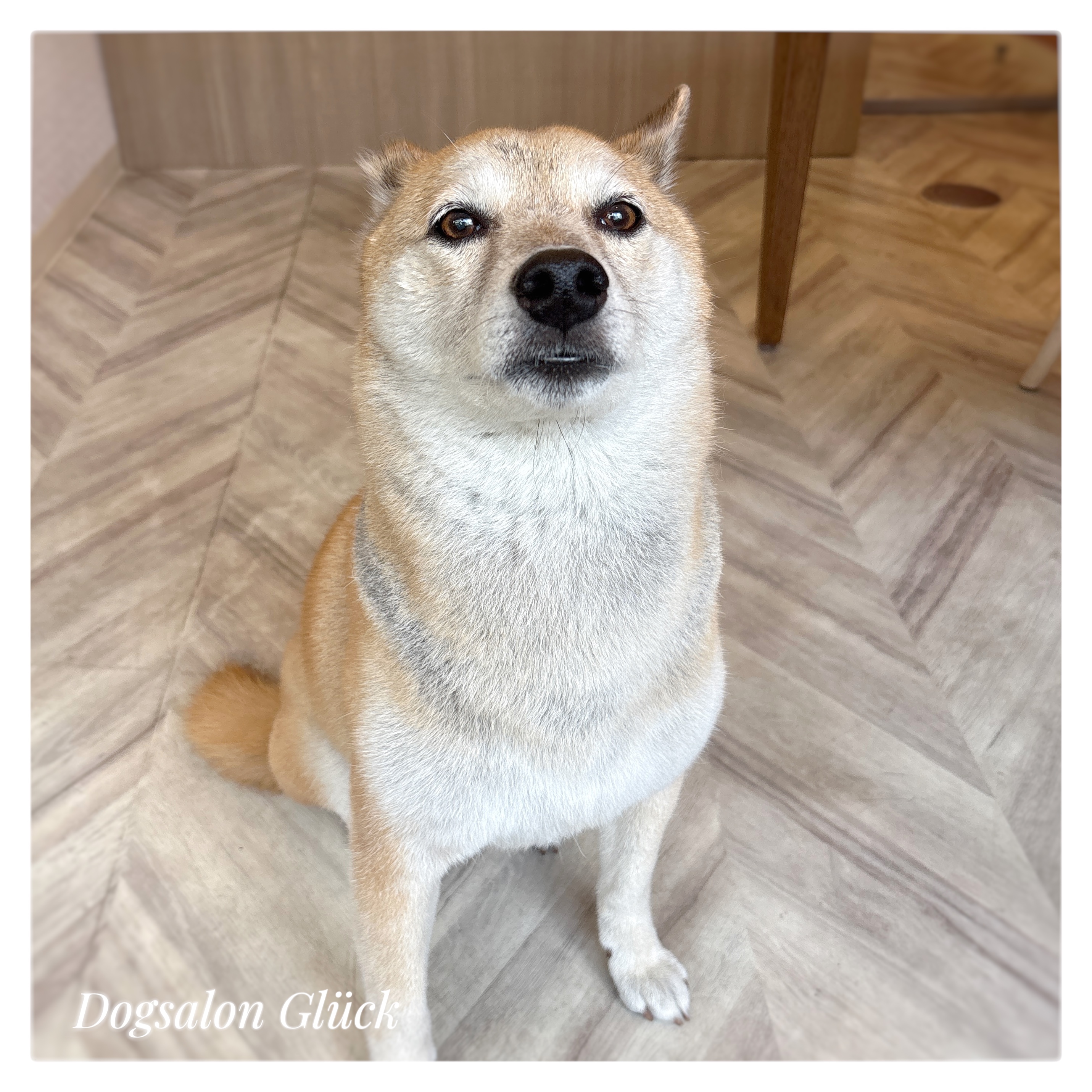 柴