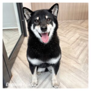 柴犬