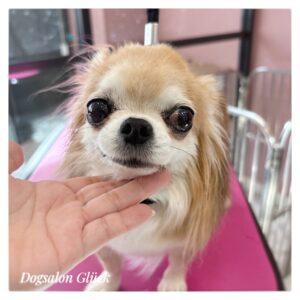 チワワ