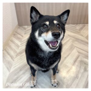 柴犬