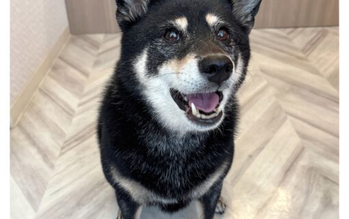 柴犬