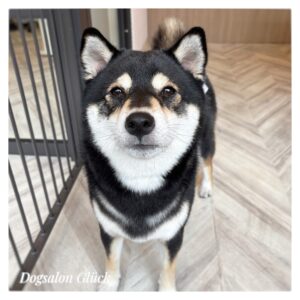 柴犬