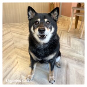 柴犬