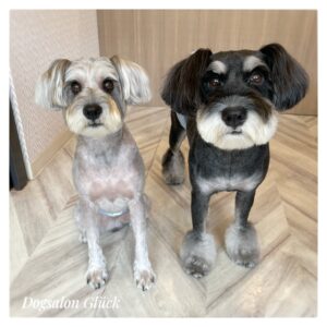 ミニチュアシュナウザー