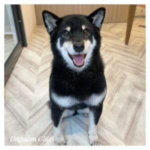 柴犬