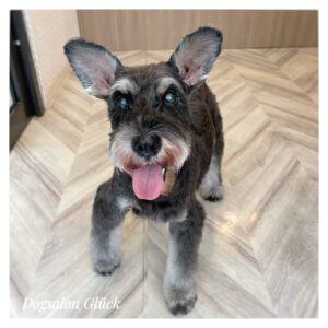ミニチュアシュナウザー