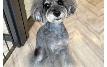 ミニチュアシュナウザー