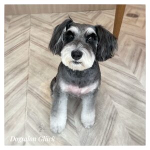 ミニチュアシュナウザー