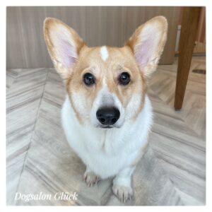 コーギー