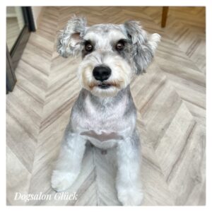 ミニチュアシュナウザー