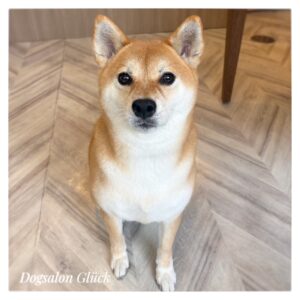 柴犬