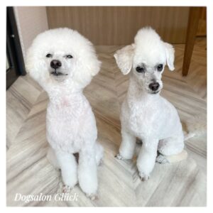 トイプードル