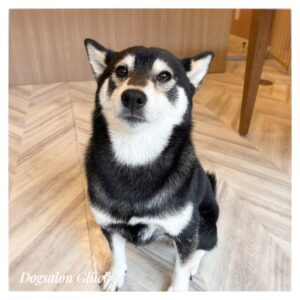柴犬