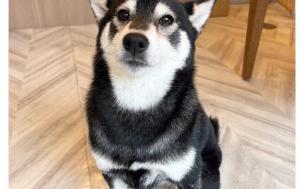 柴犬