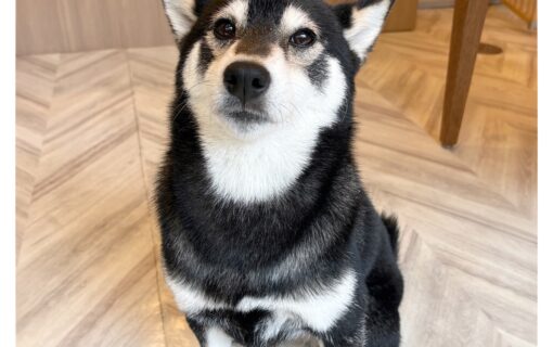 柴犬
