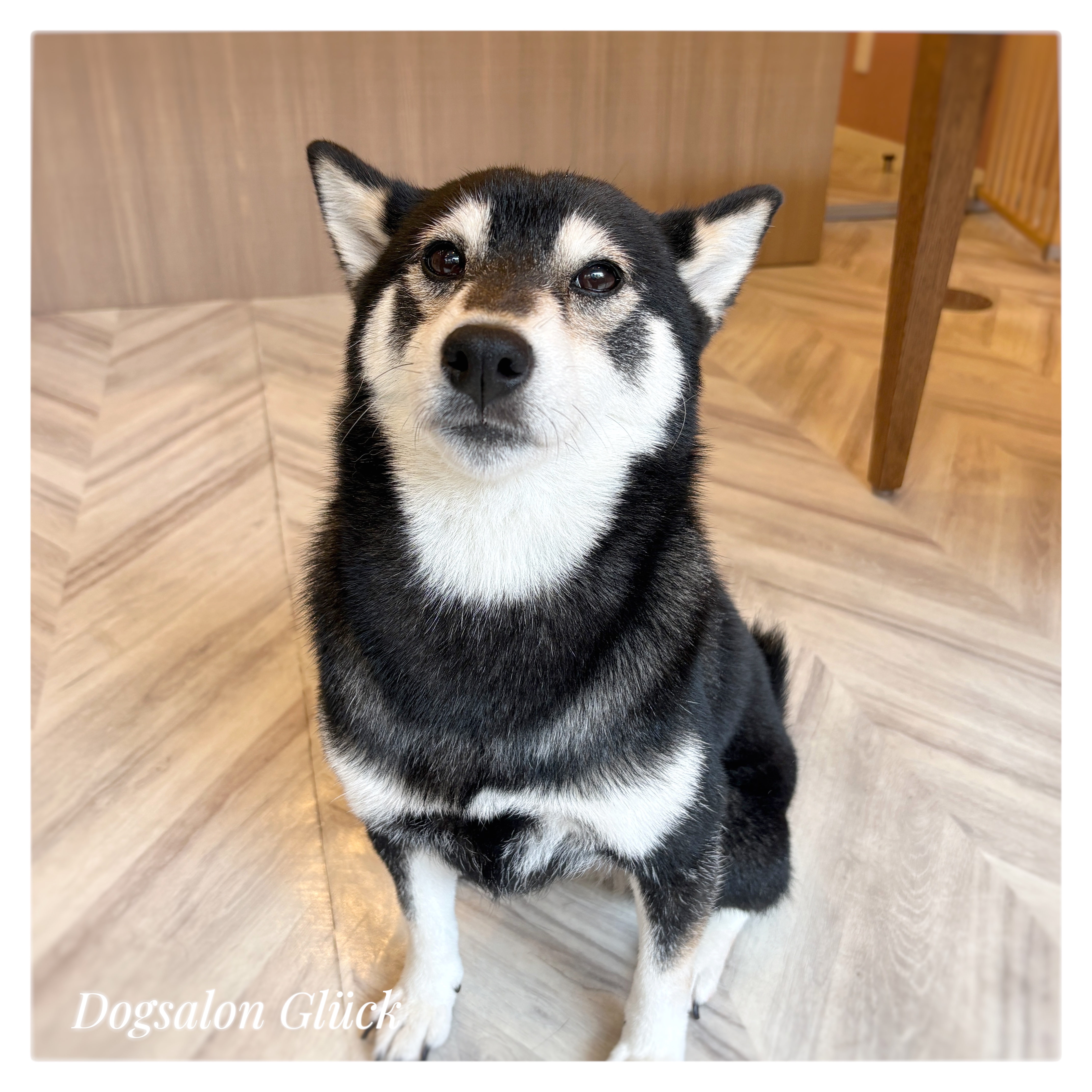 柴犬