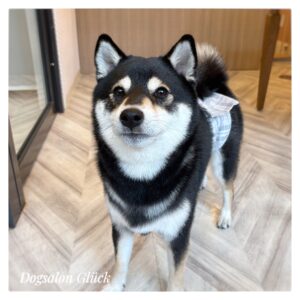 柴犬
