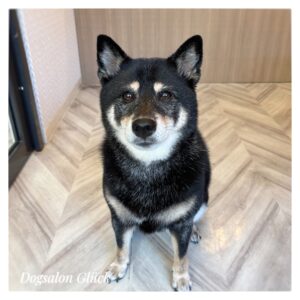 柴犬