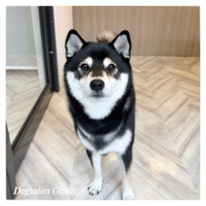 柴犬