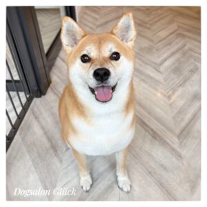 柴犬