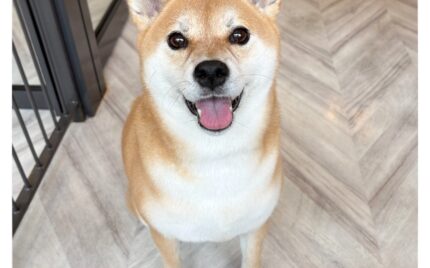柴犬