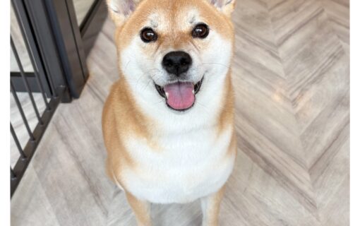 柴犬