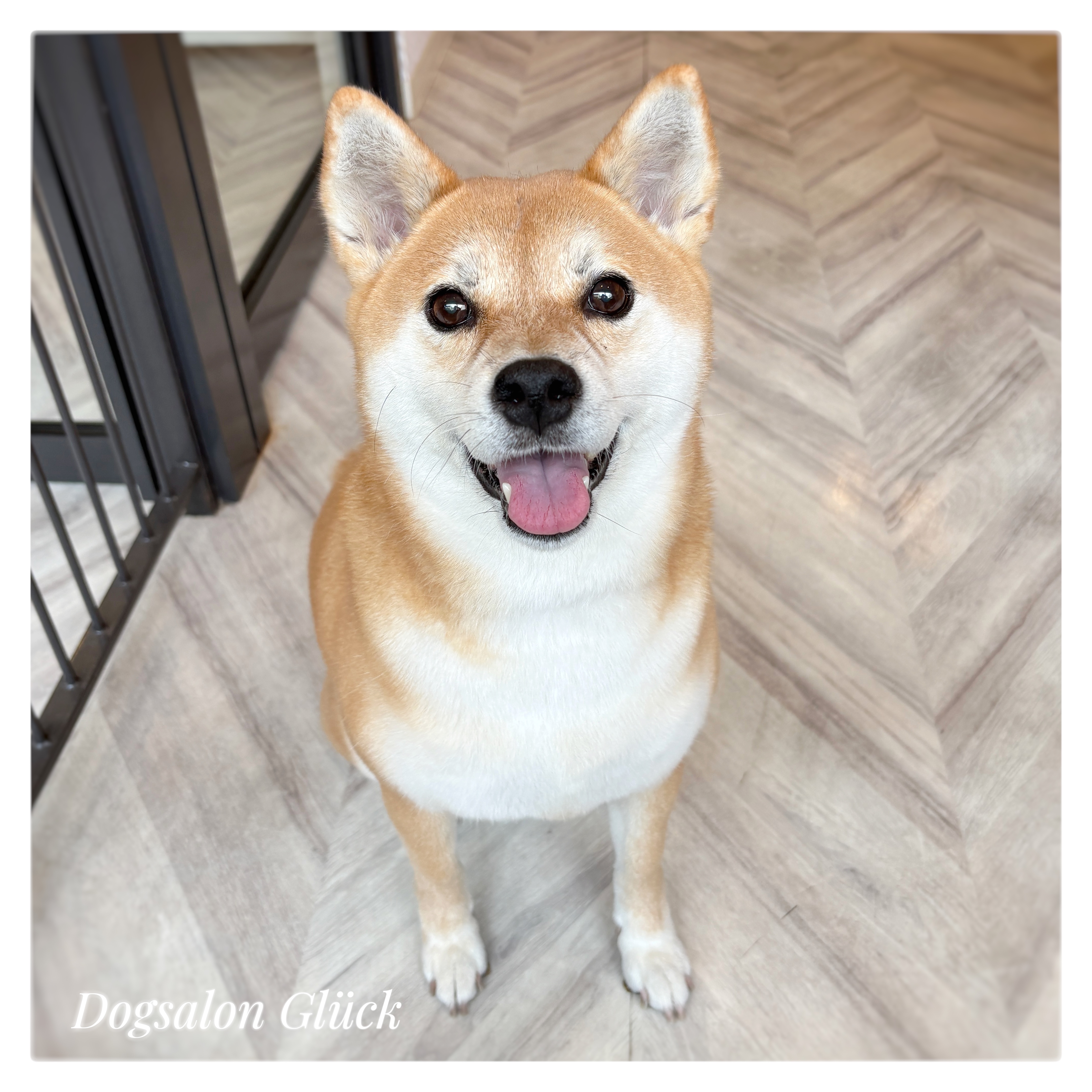 柴犬