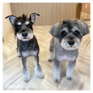 ミニチュアシュナウザー
