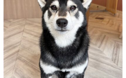 柴犬