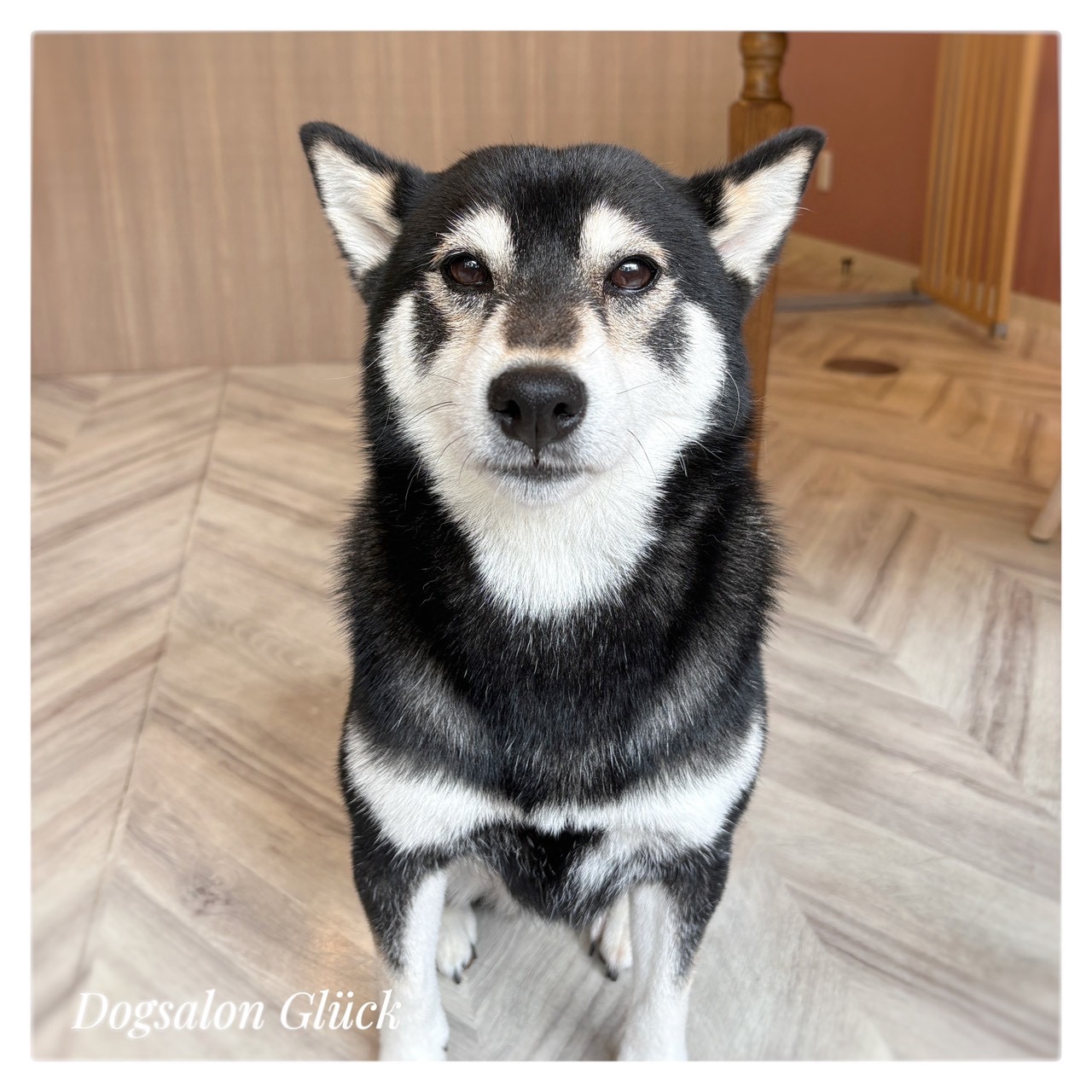柴犬