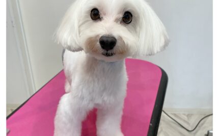 マルチーズ