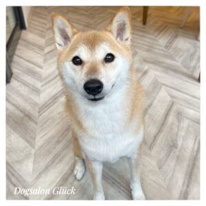 柴犬